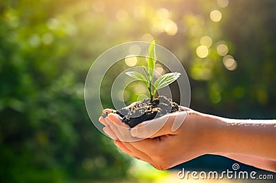 Environment Earth Day In the hands of trees growing seedlings. Bokeh green Background Female hand holding tree on nature field Stock Photo