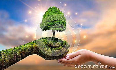 Environment Earth Day In the hands of trees growing seedlings. Bokeh green Background Female hand holding tree on nature field Stock Photo