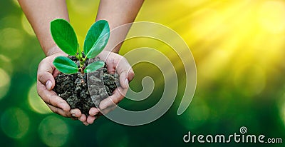 Environment Earth Day In the hands of trees growing seedlings. Bokeh green Background Female hand holding tree on nature field gra Stock Photo