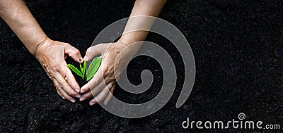 Environment Earth Day In the hands of trees growing seedlings. Bokeh green Background Female hand holding tree on nature field gra Stock Photo