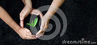 Hands protecting plant Stock Photo