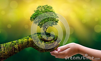 Environment Earth Day In the hands of trees growing seedlings. Bokeh green Background Female hand holding tree on nature field gra Stock Photo