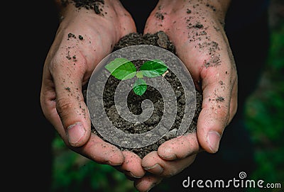 Environment Earth Day In The man Hands Of Trees Growing Seedlings.Save world concept Stock Photo