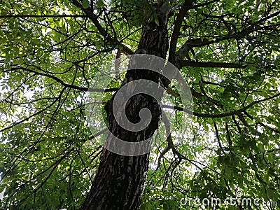 Environment green tree with tree trunk Stock Photo