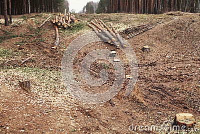 Environment, nature and deforestation forest - felled trees Stock Photo