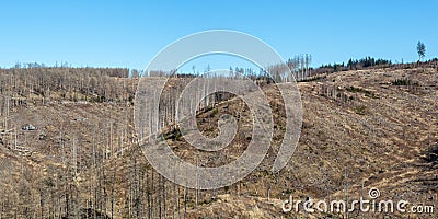 Environmental destruction climate change crisis environment landscape nature woods forest dieback panorama at Brocken in Harz, Stock Photo