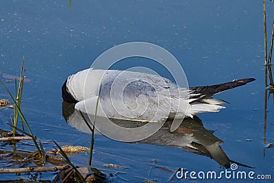 Environmental disaster. Seagull dies after eating poisoned fish Stock Photo