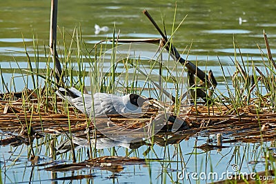 Environmental disaster. Seagull is almost motionless and will die soon Stock Photo