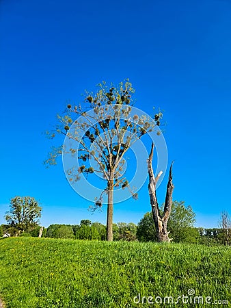 Environmental and global warming concepts, live and dead tree. Rhineland-Palatinate, Germany Stock Photo