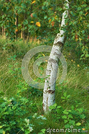 Environmental nature conservation and reserve of a birch tree forest in a remote, decidious woods. Landscape of hardwood Stock Photo