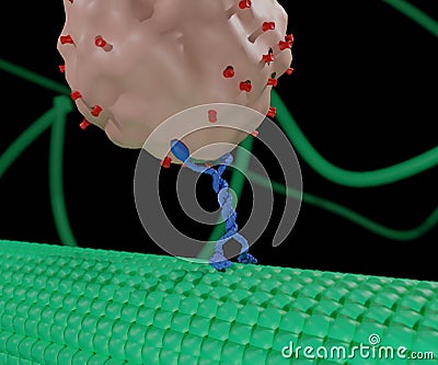 Enzyme ATPases as Kinesins move along microtubule filaments Stock Photo