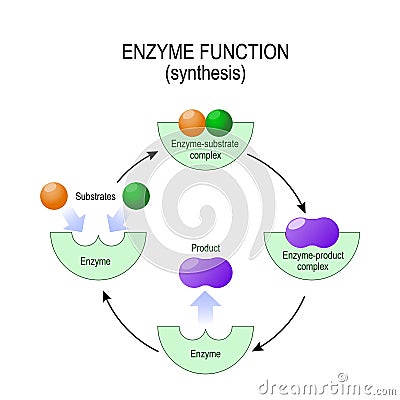 Enzyme function. synthesis. substrate, product, enzyme-product c Vector Illustration