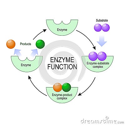 Enzyme function. vector diagram for medical, educational and scientific use. Vector Illustration