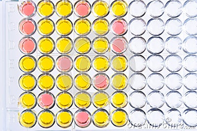 Enzyme-linked immunosorbent assay or ELISA plate Stock Photo