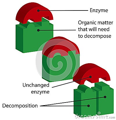 Enzymes Vector Illustration