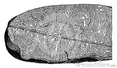 Eopteris Morierei, found in 1878 in the field Silurian, vintage engraving Vector Illustration