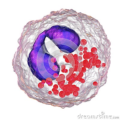 Eosinophil, a white blood cell Cartoon Illustration