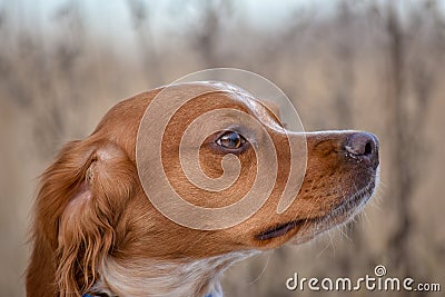 Epagneul Breton, spaniel breton, Brittany Spaniel, Bretonischer Spaniel hunting dog purebred Epagneul Breton looking at the Stock Photo