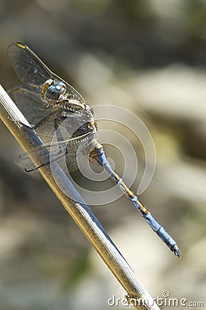 Epauletoeverlibel, Epaulet Skimmer, Orthetrum chrysostigma Stock Photo