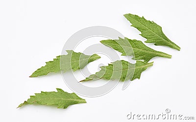 Epazote Leaves Stock Photo