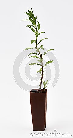 Epazote Plant Stock Photo
