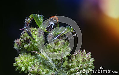 The epeus flavobilineatus spider. Stock Photo