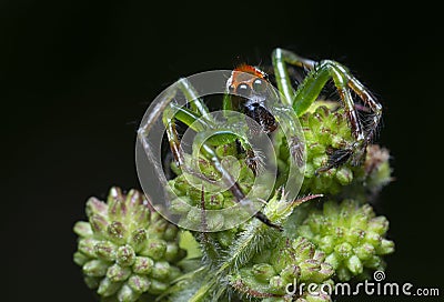 The epeus flavobilineatus spider. Stock Photo