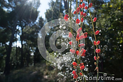 Ephedra (Ephedra sinica) Stock Photo