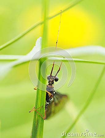 Ephemera in the grass Stock Photo