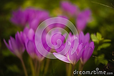 Ephemeral Elegance: Crocus Flowers in Spring Bloom Stock Photo