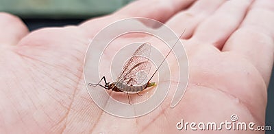 An ephemeral fly perched on the fingers of one hand before taking flight Stock Photo