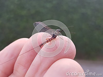 An ephemeral fly perched on the fingers of one hand before taking flight Stock Photo