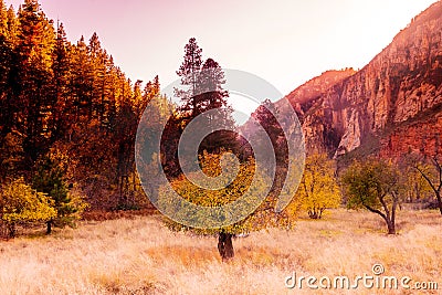 Epic Arizona South West fall trees changing of color, Sedona. Stock Photo