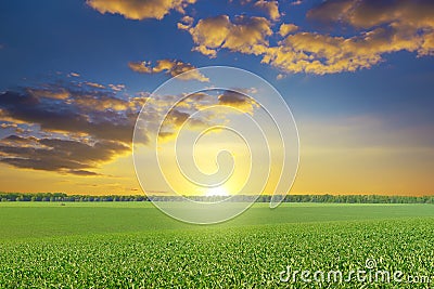 Epic bright dawn over corn field. Stock Photo