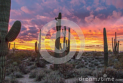 Epic Desert Sunset With Cactus in Phoenix AZ Area Stock Photo