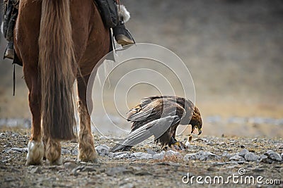 Epic Shot Of A Golden Eagle Tearing Its Prey Near The Horse`s Legs.Mongolian Trained Bird Caught A Hare.Ancient Traditions Of Mong Stock Photo