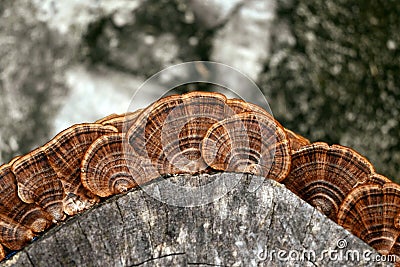 Epic Wood Fungus Image Stock Photo