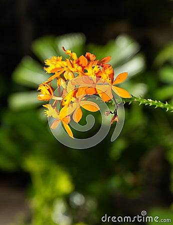 EPIDENDRUM IBAGUENSE CRUCIFIX ORCHID - ORANGE Stock Photo