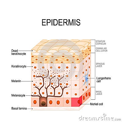 Epidermis structure. Cell, and layers of a human skin. Vector Illustration