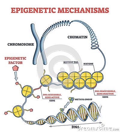 Epigenetic mechanisms as DNA acid gene protein expression in outline diagram Vector Illustration