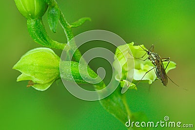 Epipactis moravica, Moravian Helleborine, wild orchid with insect pollinator. Flowering European terrestrial orchid in nature habi Stock Photo