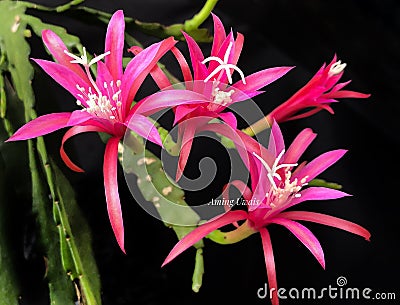 epiphyllum fern la borde Stock Photo