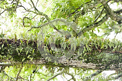 Epiphytes on branch in Rainforest Stock Photo