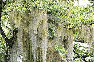 Lichens hanging on huge tree like beard, Rarotonga, Cook Islands, South Pacific Ocean. Stock Photo