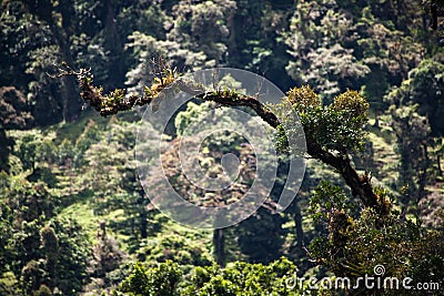 Epiphytes and bromeliads on branch in Costa Rica Stock Photo