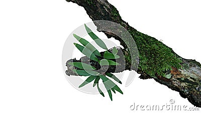 Epiphytic green leaves fern and mosses grow on old weathered jungle tree branch in tropical rainforest isolated on white bacground Stock Photo