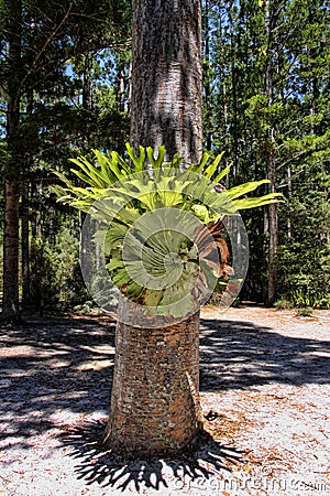 Epiphytic platicerium, Australia, Fraser Island Stock Photo