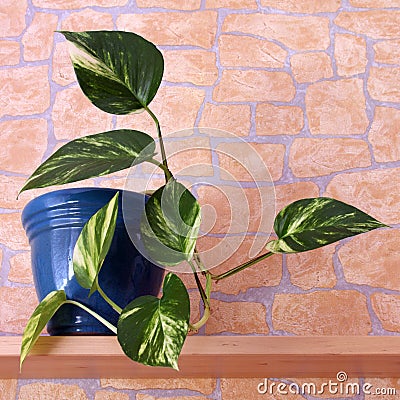 Epipremnum aureum Stock Photo