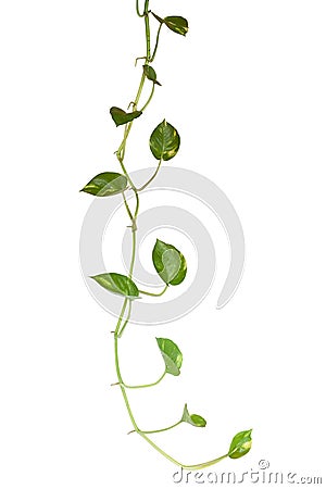 Epipremnum aureum or golden pothos isolated on white background. Stock Photo