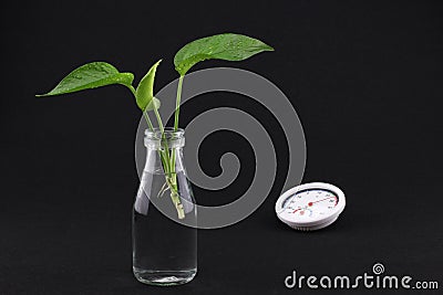 The Epipremnum aureum Stock Photo